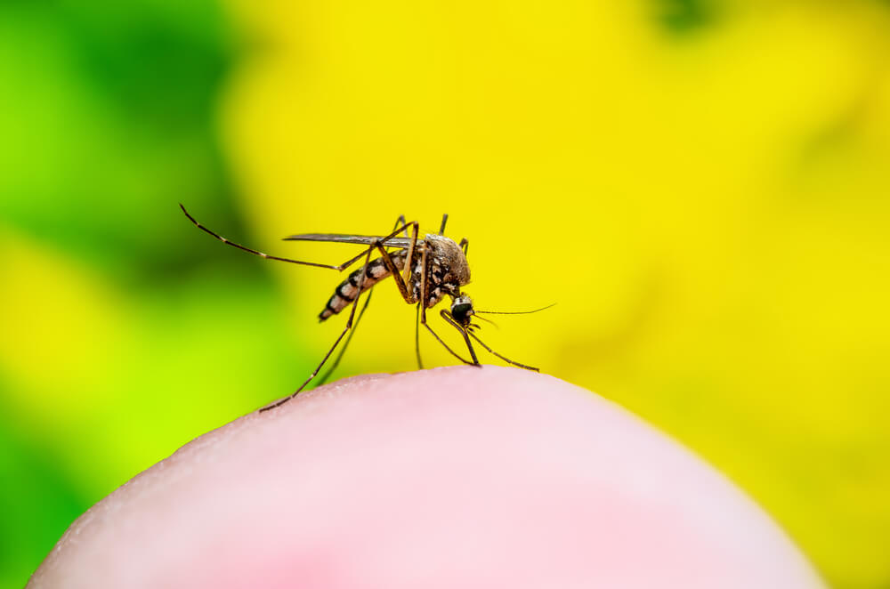 The Role of Mosquitoes in Yellow Fever Transmission