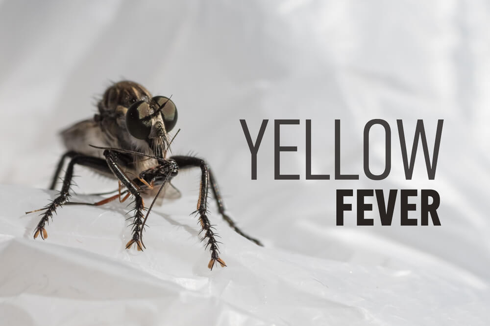 Why is Yellow Fever Considered a Serious Disease for Travellers?